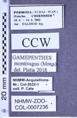 Etiketten zu Gamepenthes montivagus (Miwa, 1929) (NHMW-ZOO-COL-0007236)